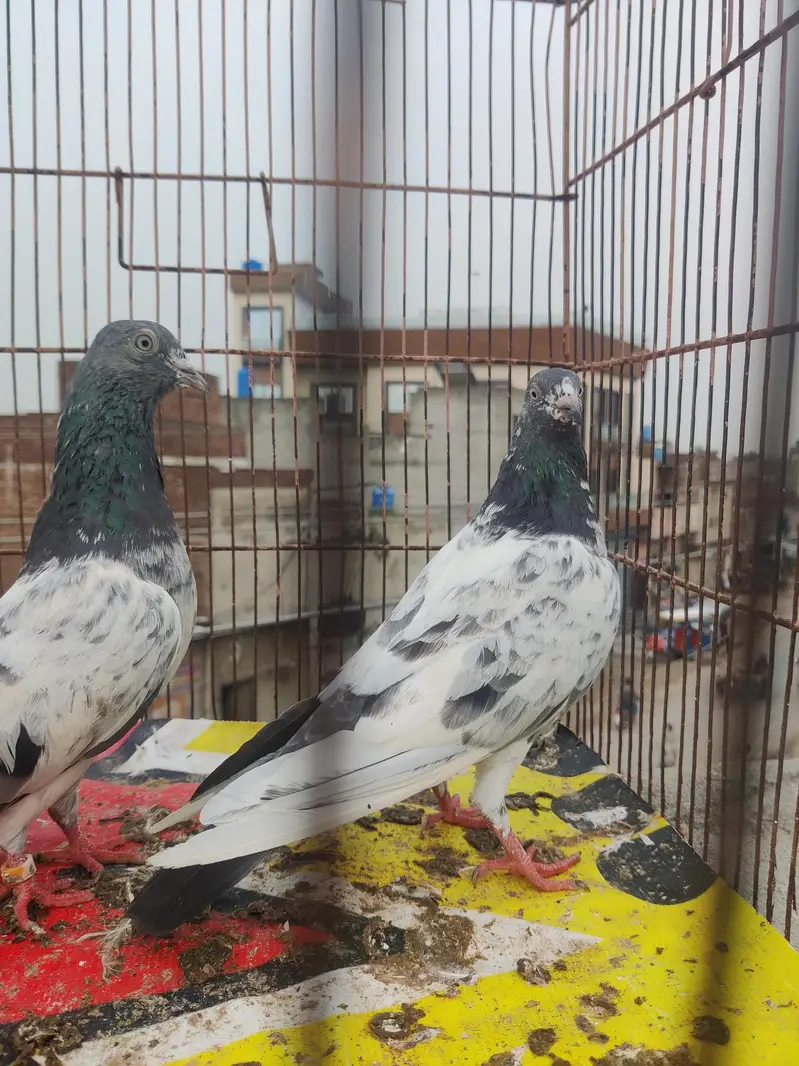 high fly pair — photo 6
