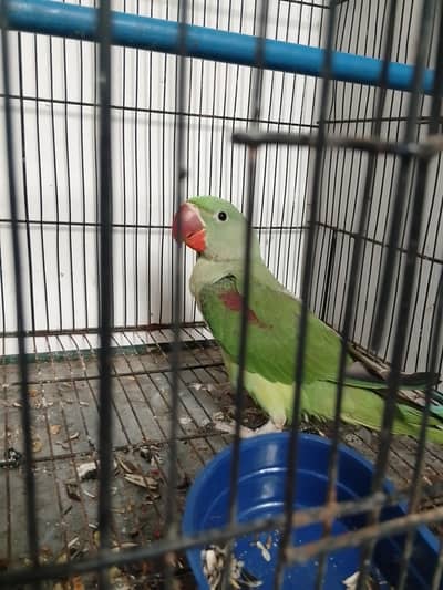 raw Kashmiri parrot