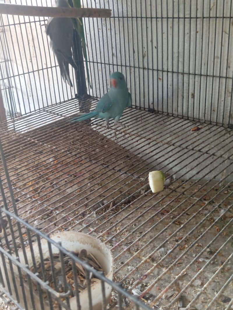 blue Ringneck patha 0