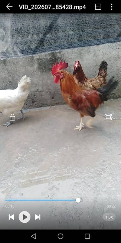 hens for sale