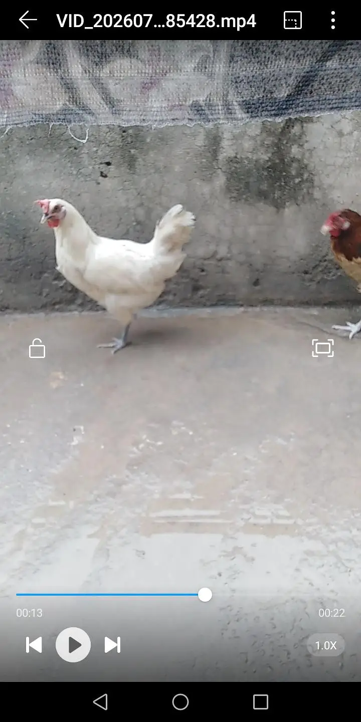 hens for sale — photo 2