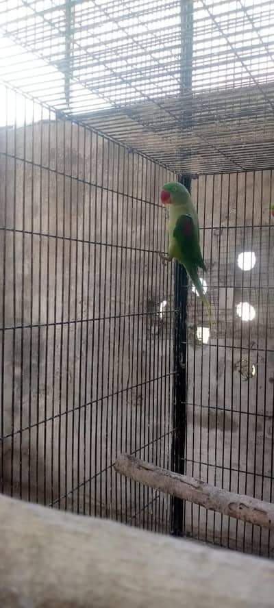 raw female for sale