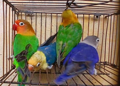 lovebird pair with 2 chicks
