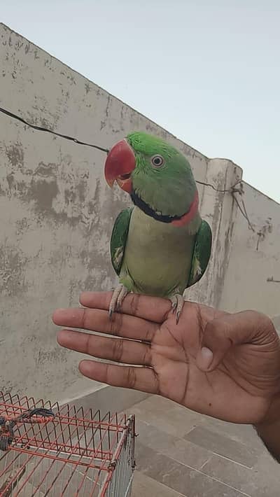 raw kashmeri parrots male for sale