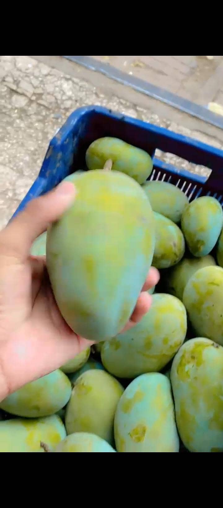 mango 1