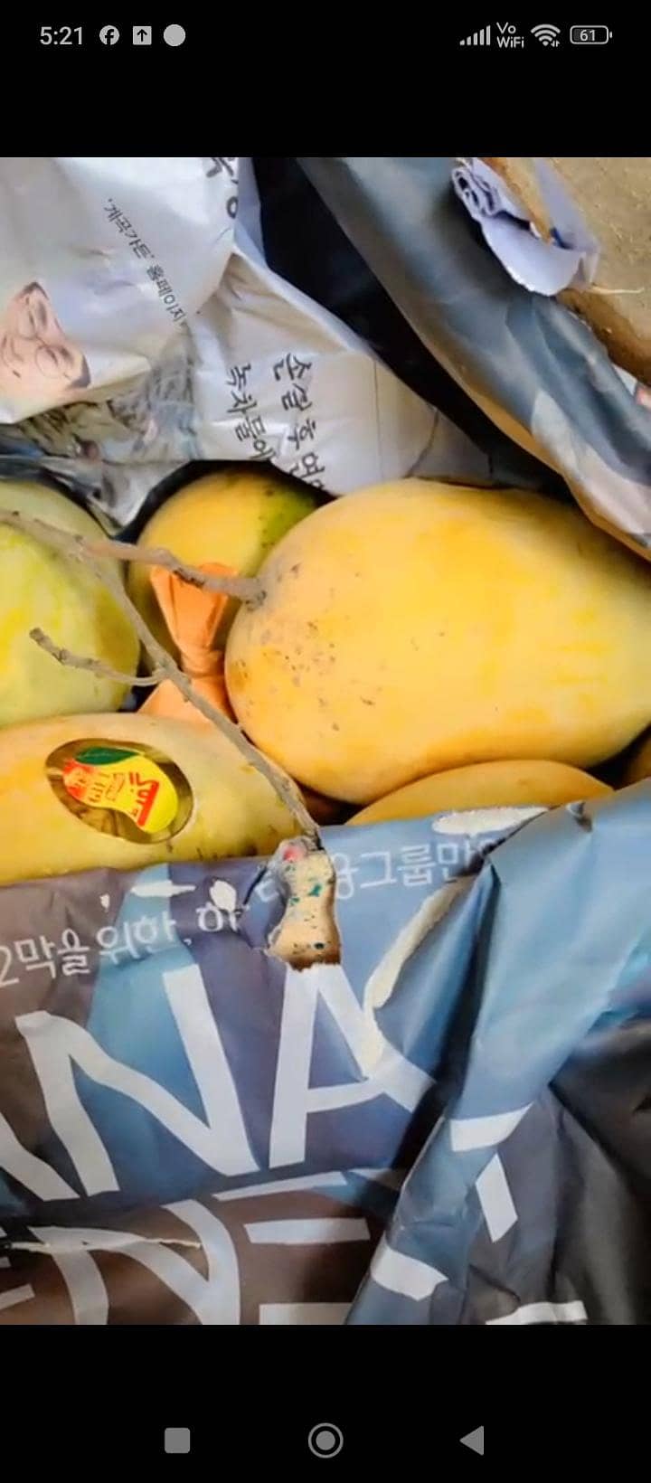 mango 2