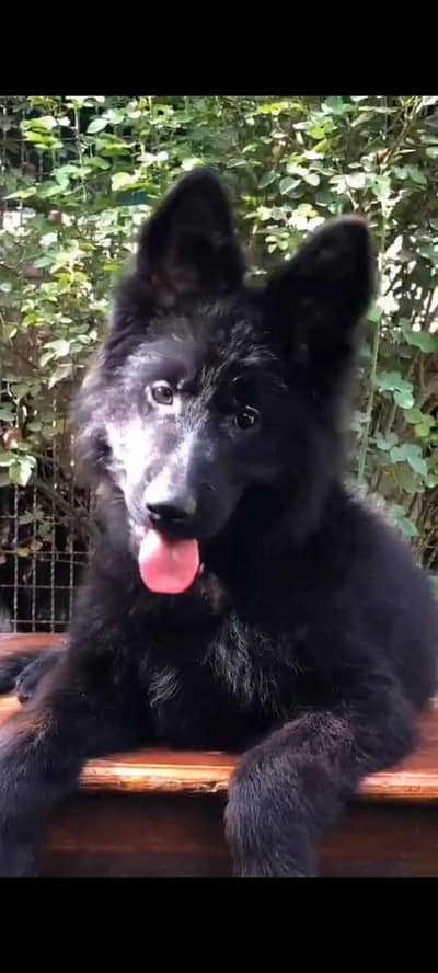 Black sheperd pedigree female puppy champion blood line