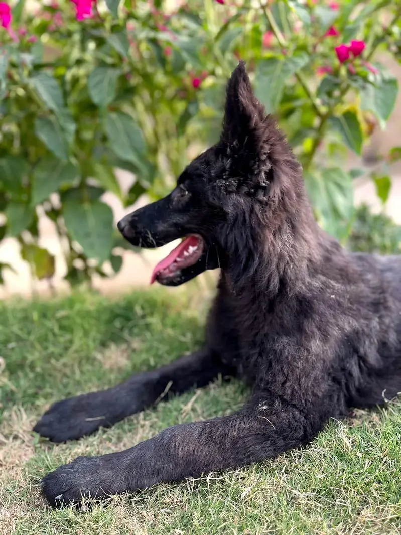 Black sheperd pedigree female puppy champion blood line — photo 2