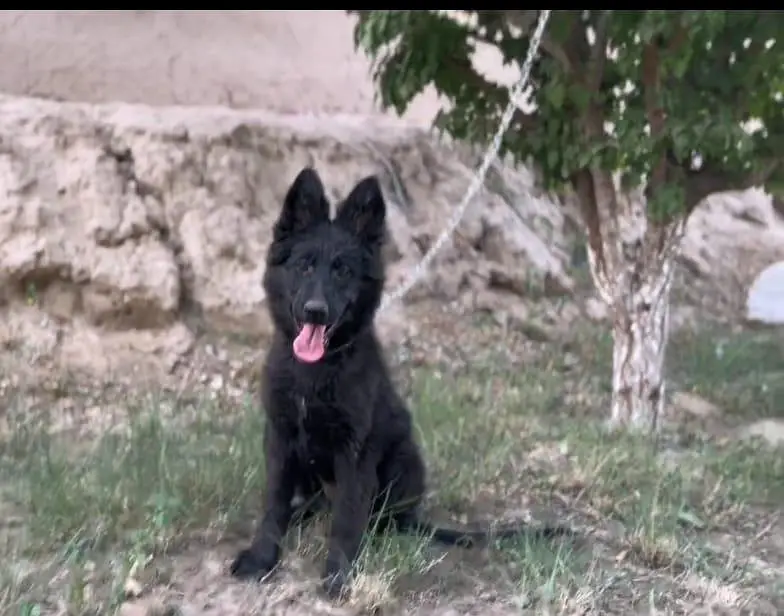Black sheperd pedigree female puppy champion blood line — photo 3