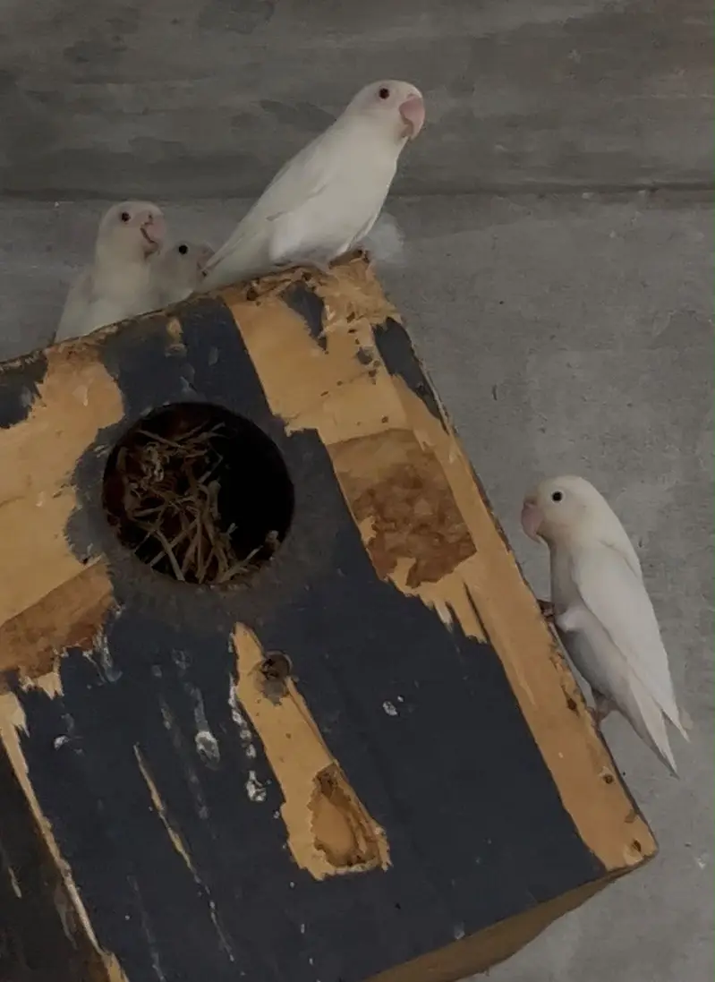 Love birds — photo 2