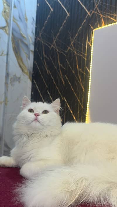 Persian cat pair for sale