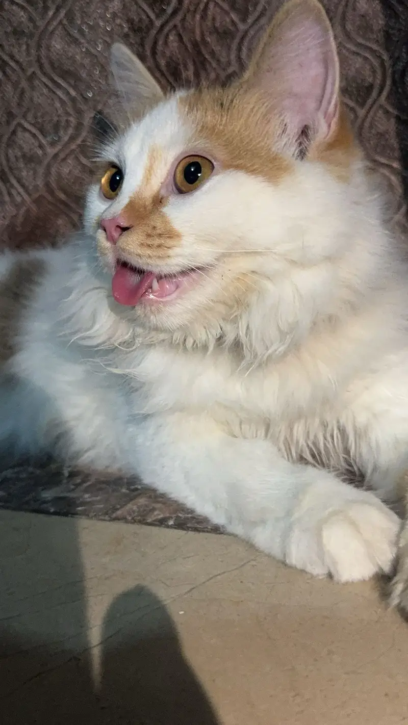 Persian cat pair for sale — photo 2