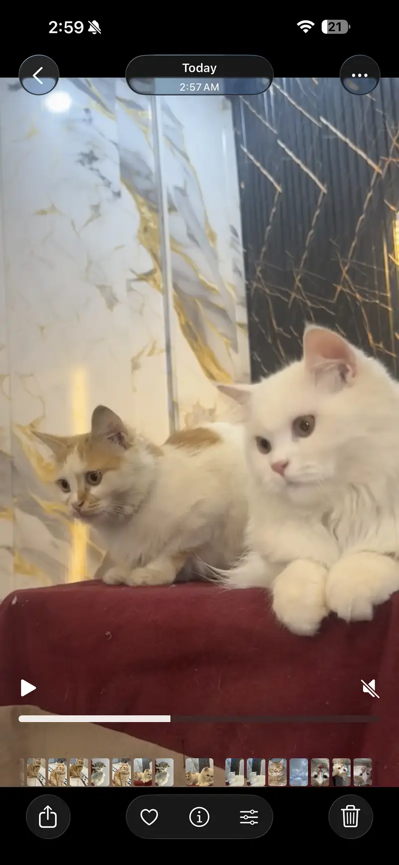 Persian cat pair for sale — photo 3