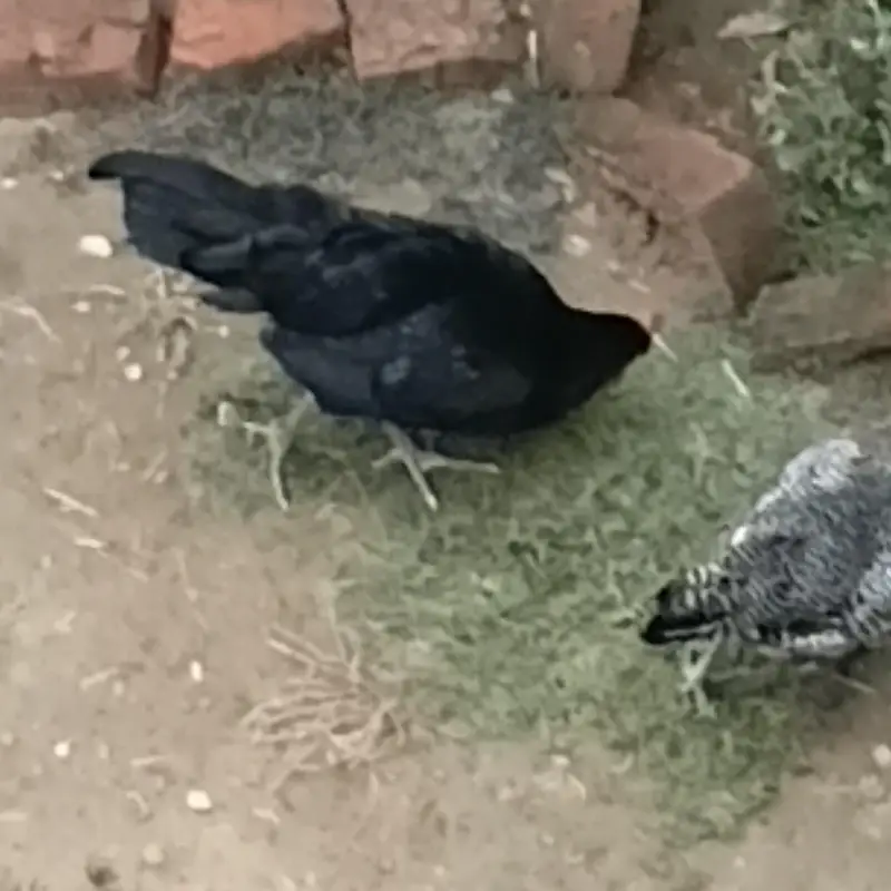 Astraloop full black — photo 3