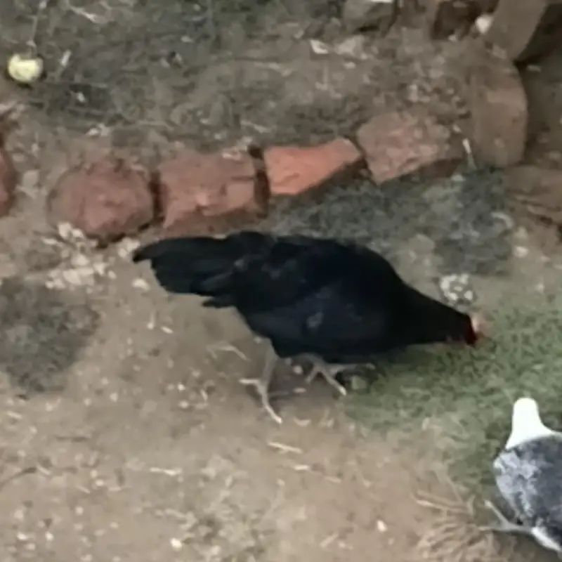 Astraloop full black — photo 4