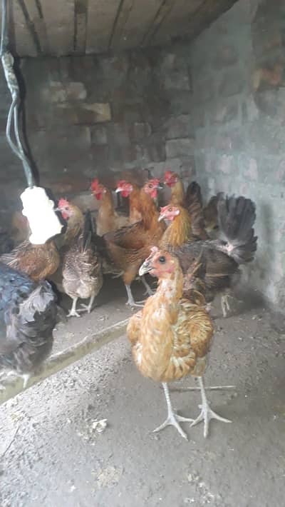 Desi Misri hens
