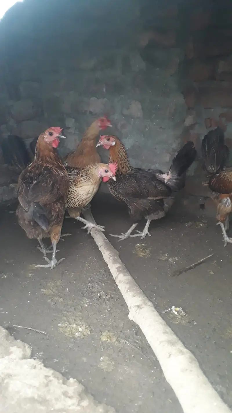 Desi Misri hens — photo 2