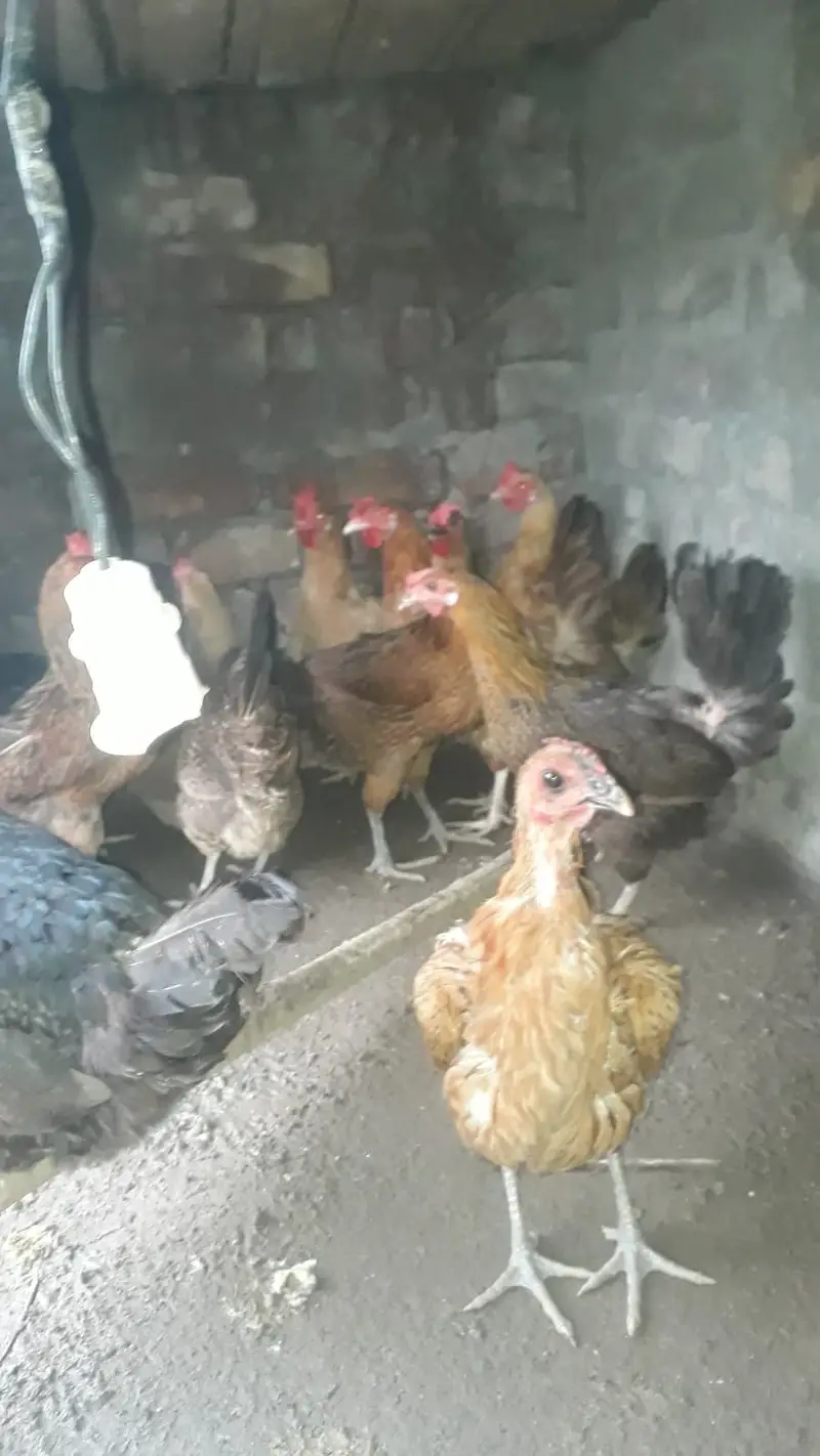 Desi Misri hens — photo 3