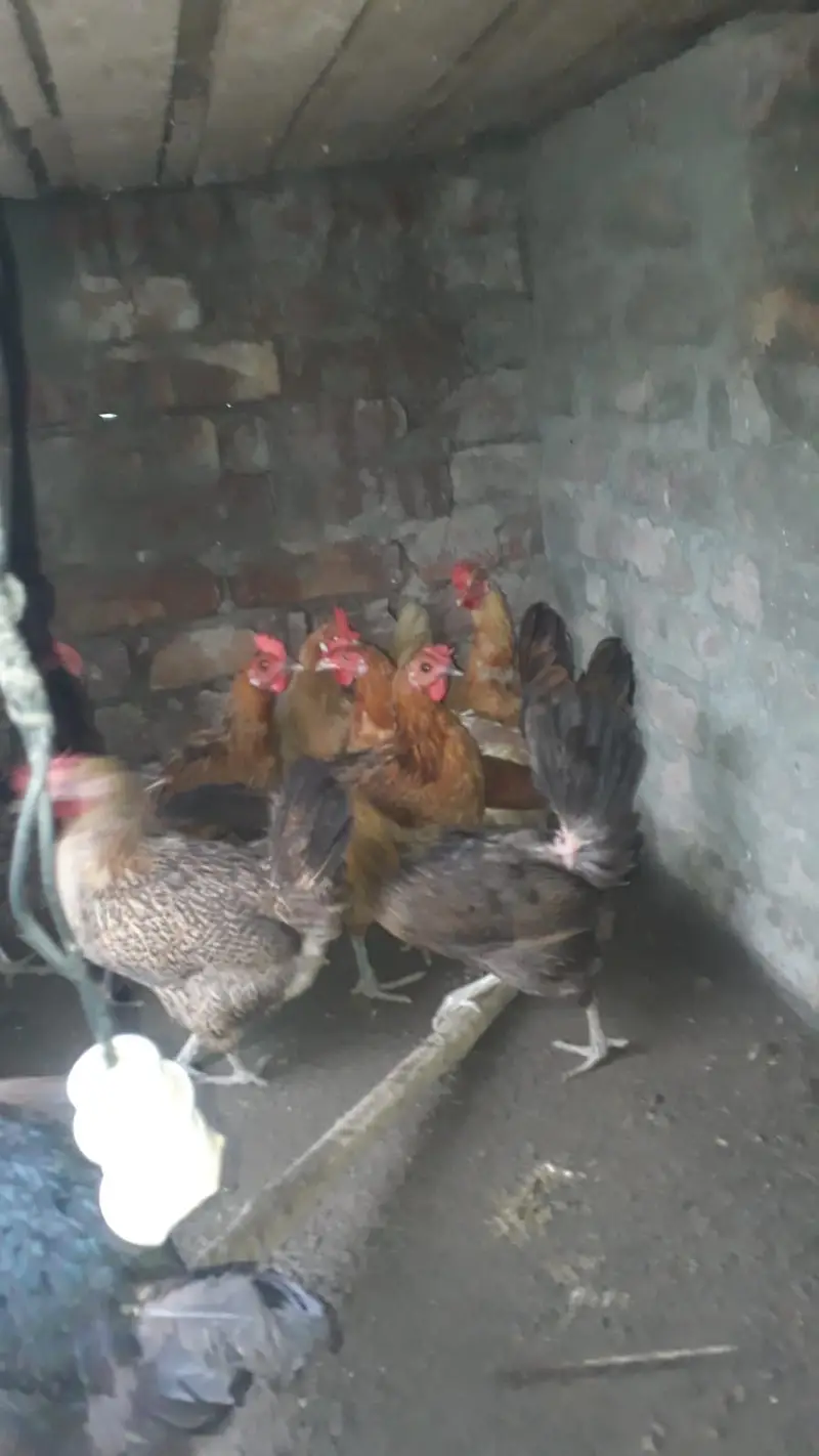 Desi Misri hens — photo 4