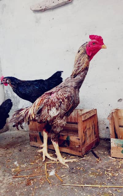 Seel jora for sale Islamabad