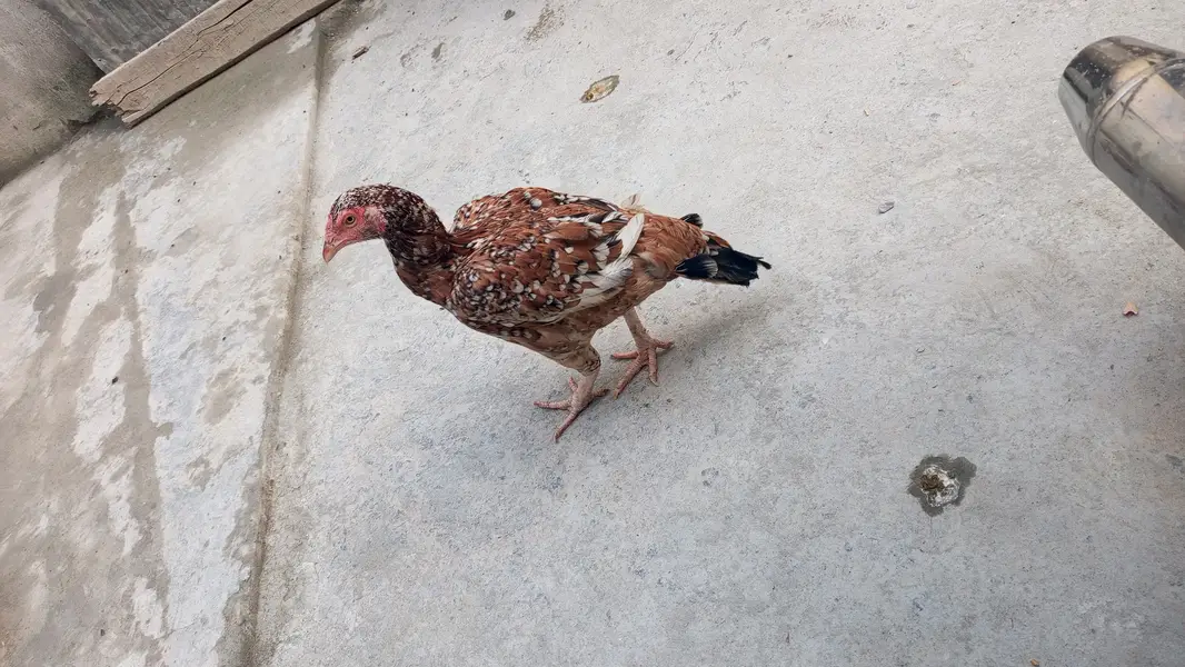 Seel jora for sale Islamabad — photo 2