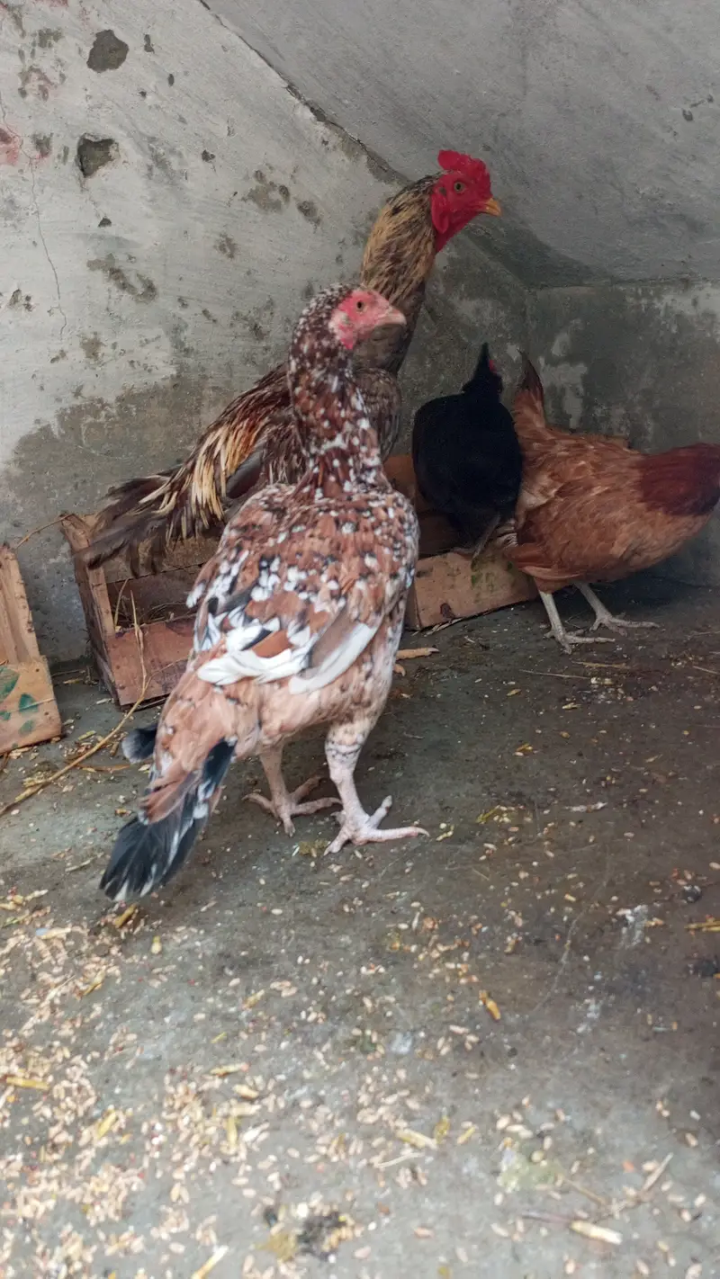 Seel jora for sale Islamabad — photo 3