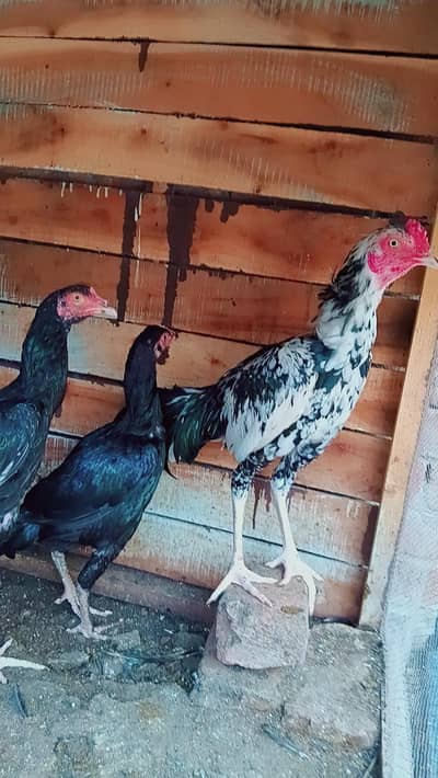 pure lassani hens 2 females or male
