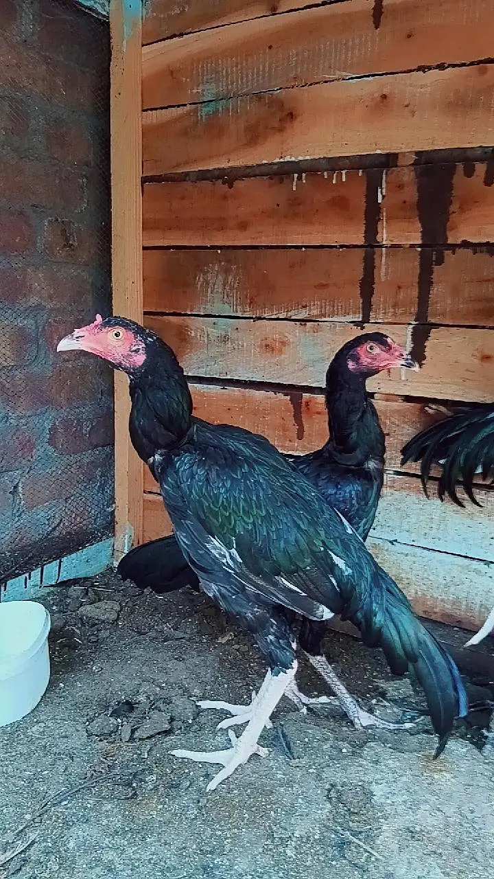pure lassani hens 2 females or male — photo 2