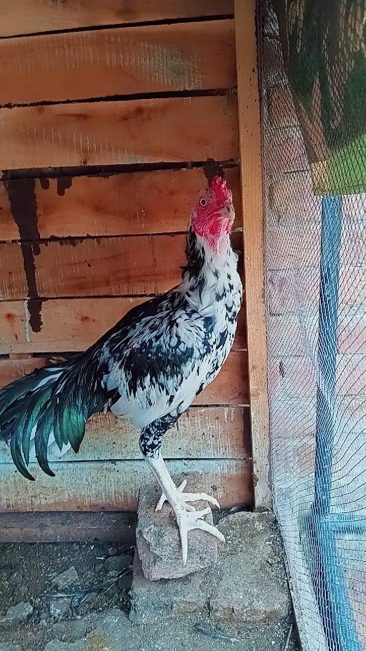 pure lassani hens 2 females or male — photo 3