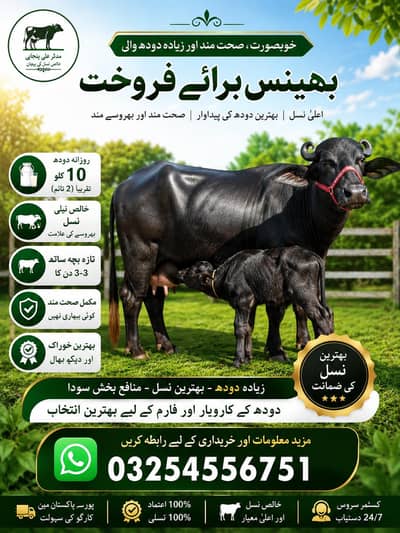 Dairy Buffalo for Sale | 10 kg Milk | Fresh Calf