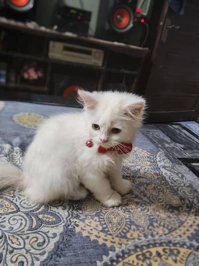 kitten