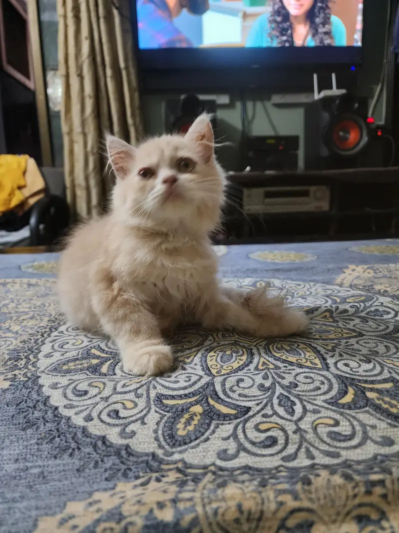 kitten — photo 2