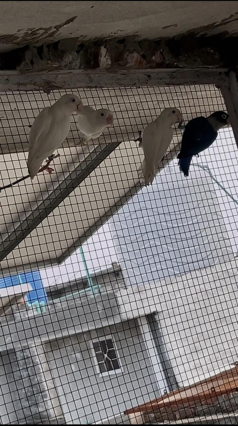 Love bird — photo 2