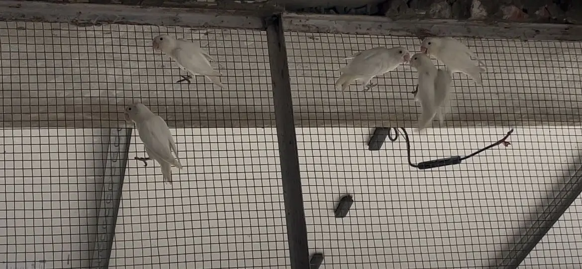 Love bird — photo 4