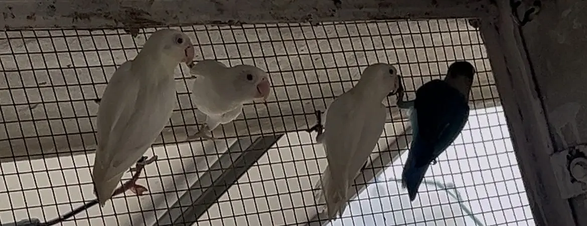 Love bird — photo 5