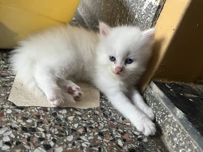 Healthy & Friendly Persian Cat for Sale