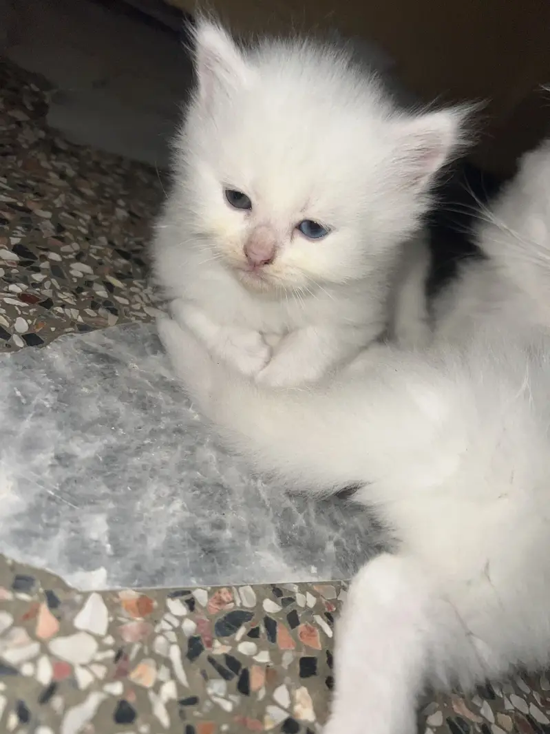 Healthy & Friendly Persian Cat for Sale — photo 2