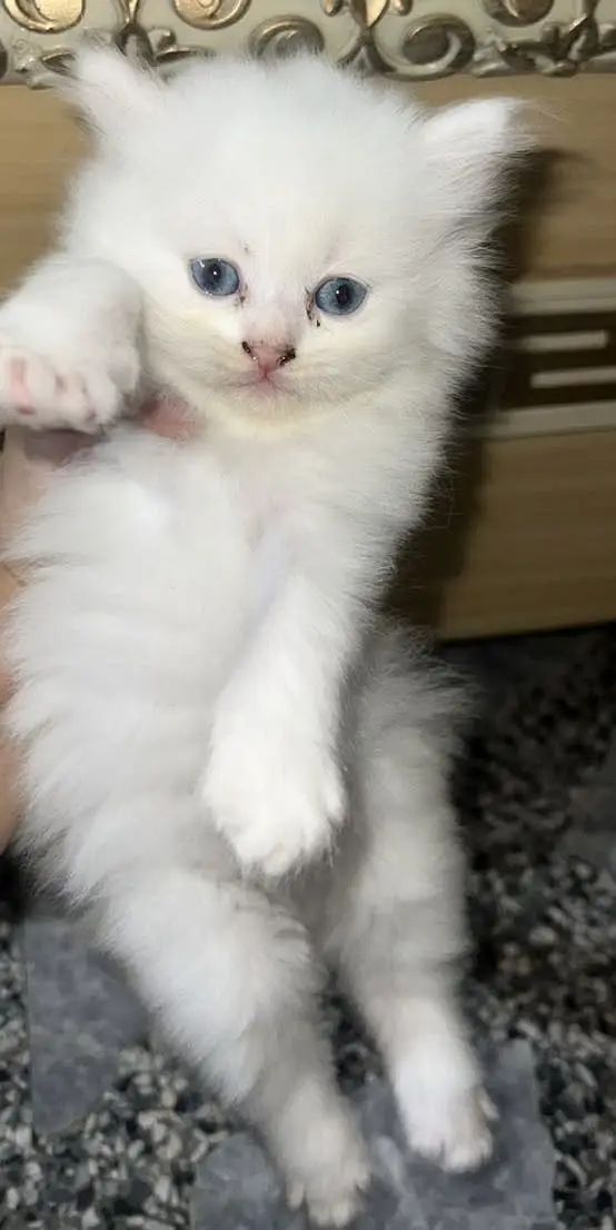 Healthy & Friendly Persian Cat for Sale — photo 3