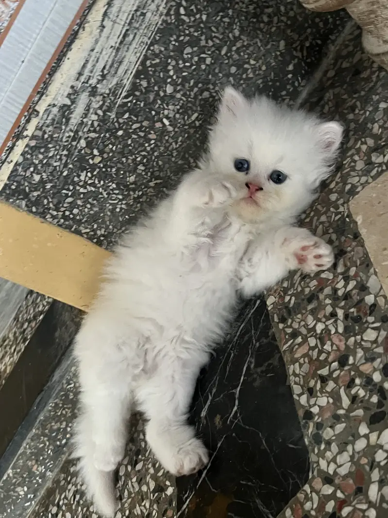 Healthy & Friendly Persian Cat for Sale — photo 4