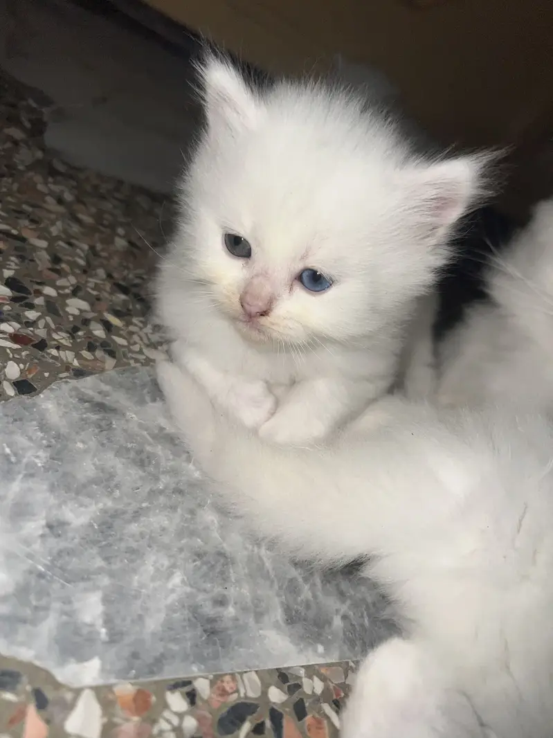 Healthy & Friendly Persian Cat for Sale — photo 5