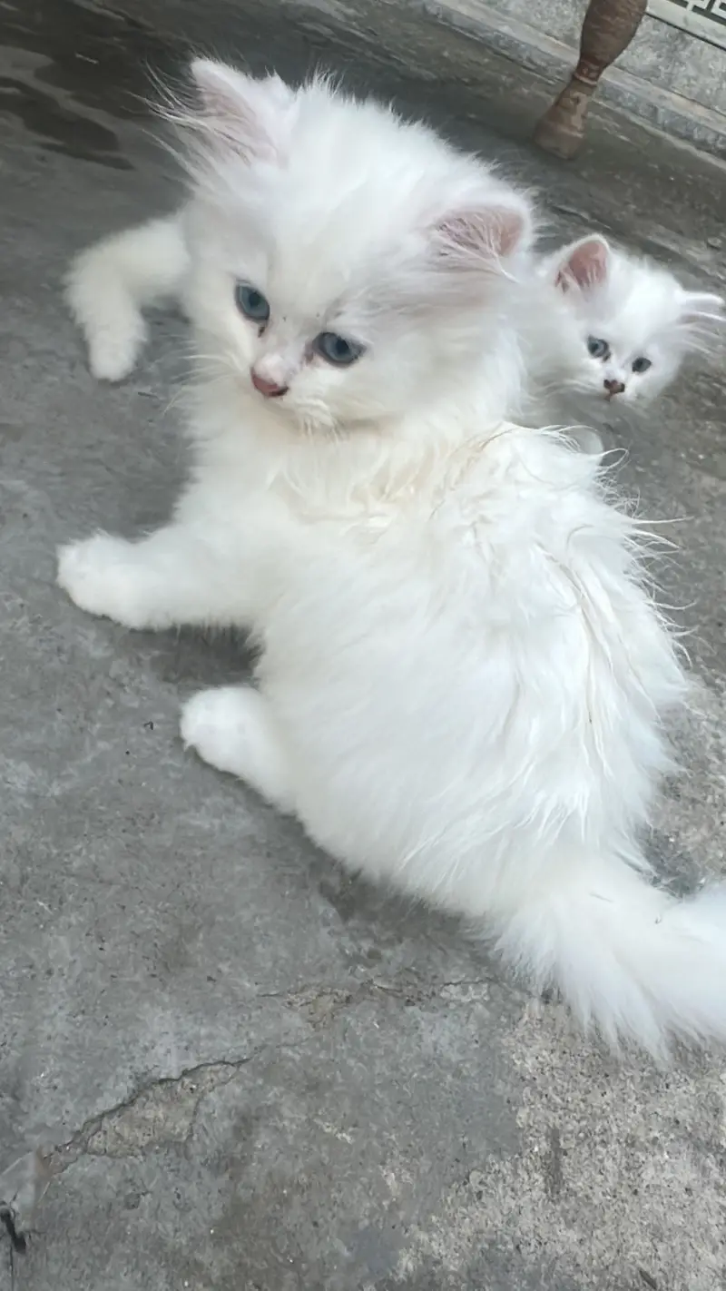 Healthy & Friendly Persian Cat for Sale — photo 6