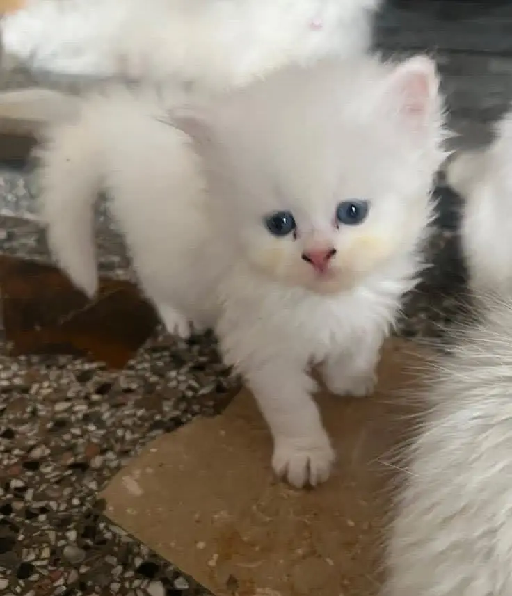 Healthy & Friendly Persian Cat for Sale — photo 7