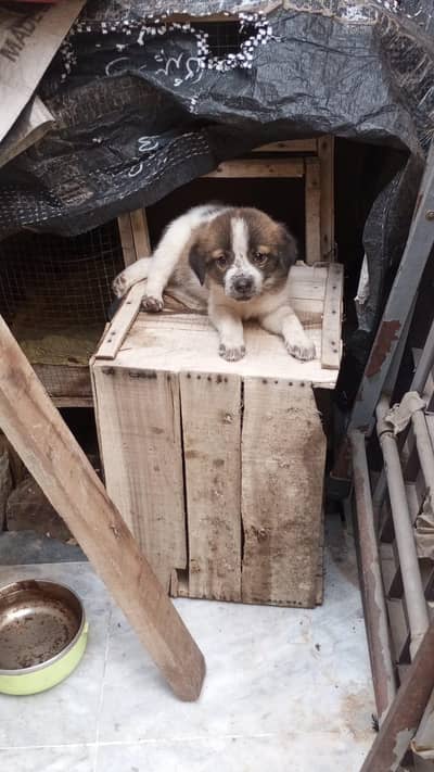 kashmiri dog for adoption sale ka liya nhi price Sirf show ka liya lik