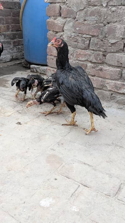 Long Height Aseel Chicks