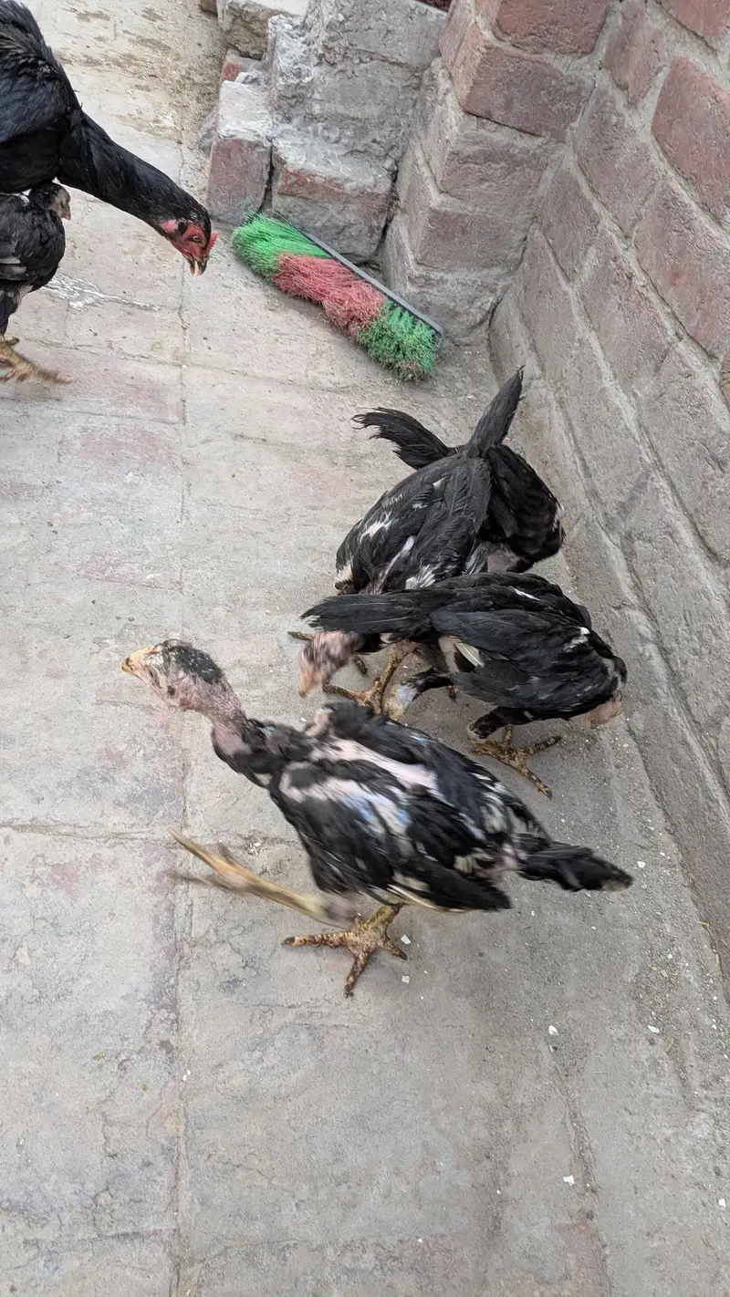 Long Height Aseel Chicks — photo 2