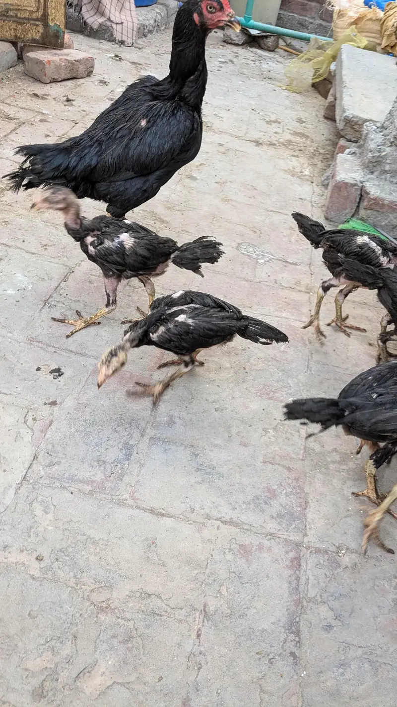 Long Height Aseel Chicks — photo 3