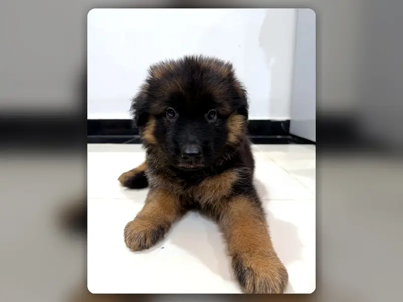 Male Long Coat German Shepherd Puppy | Pedigree Parents