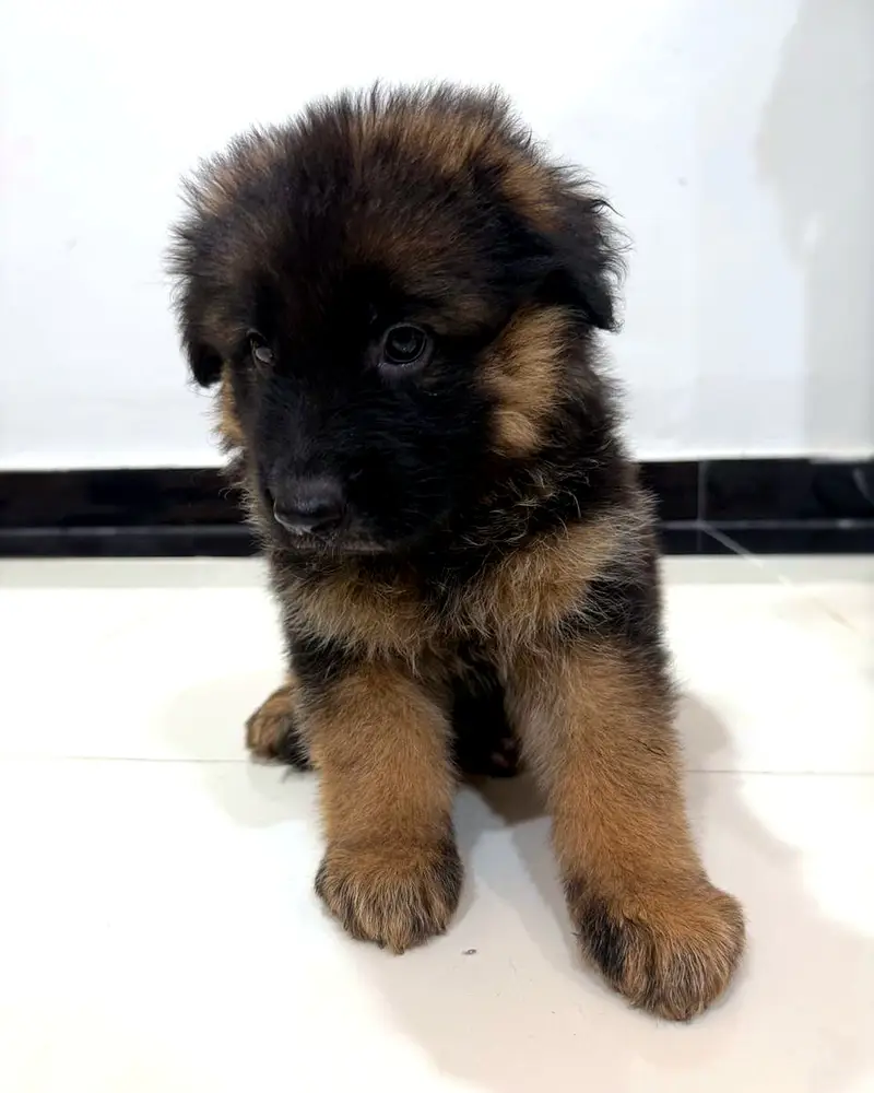 Male Long Coat German Shepherd Puppy | Pedigree Parents — photo 2