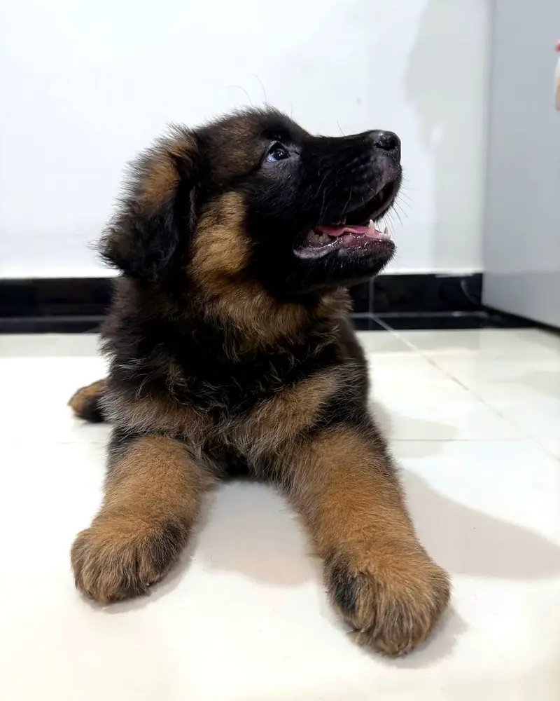 Male Long Coat German Shepherd Puppy | Pedigree Parents — photo 3