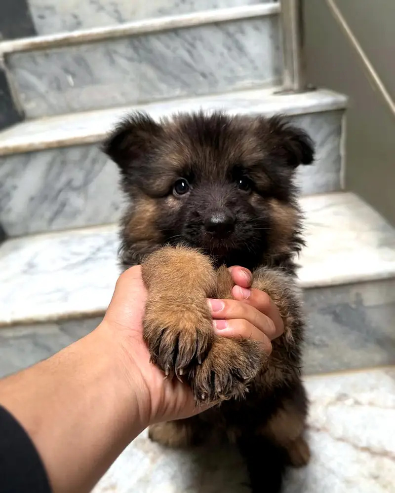 Male Long Coat German Shepherd Puppy | Pedigree Parents — photo 4